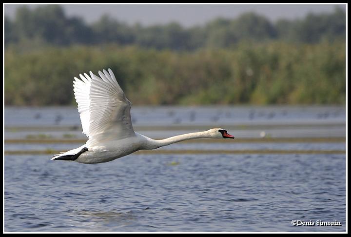Cygne en vol